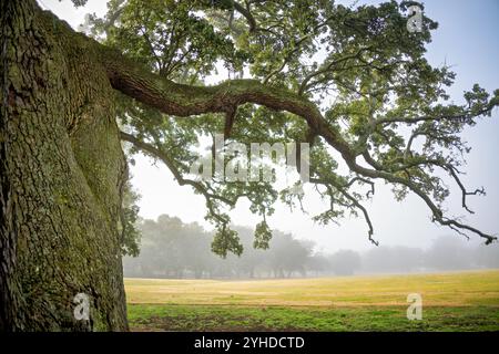 HAMPTON, Virginia – die Algernourne Oak am Fort Monroe National Monument ist einer der ältesten Zeugen der Geschichte Virginias. Diese alte lebende Eiche, die vor der englischen Siedlung lag, stand schon vor dem Bau des Forts in Old Point Comfort. Benannt nach einer frühen Kolonialfestung an der Stätte, steht dieser Heritage Tree für Jahrhunderte der Geschichte der Küste Virginias. Stockfoto