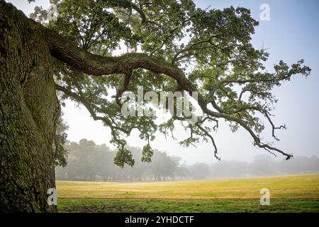 HAMPTON, Virginia – die Algernourne Oak am Fort Monroe National Monument ist einer der ältesten Zeugen der Geschichte Virginias. Diese alte lebende Eiche, die vor der englischen Siedlung lag, stand schon vor dem Bau des Forts in Old Point Comfort. Benannt nach einer frühen Kolonialfestung an der Stätte, steht dieser Heritage Tree für Jahrhunderte der Geschichte der Küste Virginias. Stockfoto