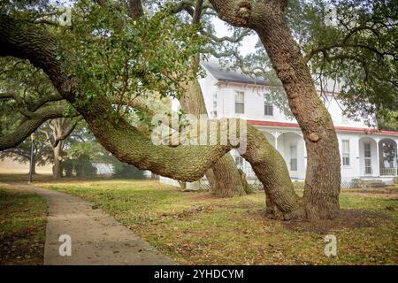 Verdrehte Live-Oak-Aste in Fort Monroe, Virginia | HAMPTON, Virginia — Verdrehte Live-Oak-Äste umrahmen ein weißes Schindeldach-Offiziershaus auf dem Paradeplatz des Fort Monroe National Monuments. Das niedrige, ausladende Wachstum der Bäume spiegelt eine Anpassung an Atlantik-Hurrikane wider, die sich weit und nahe am Boden ausbreiten, anstatt in die Höhe zu streben. Der Innenhof von Fort Monroe hat seit dem Bau des Forts in den 1820er und 1830er Jahren unter diesem Dach geschützte Zuflucht geboten. Stockfoto