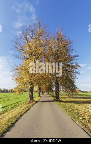 Lindenallee mit blauem Himmel bei Bargfeld-Stegen in Schleswig-Holstein im Herbst. Winterlinde (Tilia cordata). Avenue oder allee des kleinen Urlaubs Stockfoto