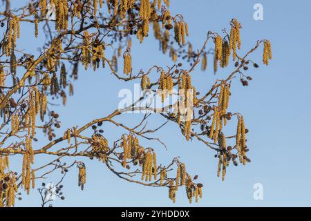 Männliche katzenblüten der Schwarzen Erle (Alnus glutinosa) und Fruchtzapfen aus früheren Jahren der Schwarzen Erle (Alnus glutinosa) im März. Erlen sind Stockfoto