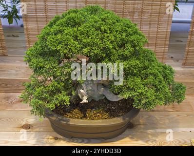 Bonsai, chinesischer wacholder (Juniperus chinensis). Alter, ca. 70 Jahre. Ausstellung von Bonsai in Aptekarski Ogorod (ein Zweig des Botanischen Gartens von Mo Stockfoto