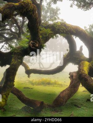 Alte moosbedeckte Lorbeerbäume in einem nebligen verzauberten Wald auf Madeira Portugal Stockfoto