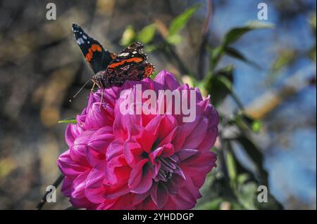 Dahlia (Dahlia), mit Schmetterling Admiral (Vanessa atalanta, syn.: Pyrameis atalanta), Allgaeu, Bayern, Deutschland, Europa Stockfoto