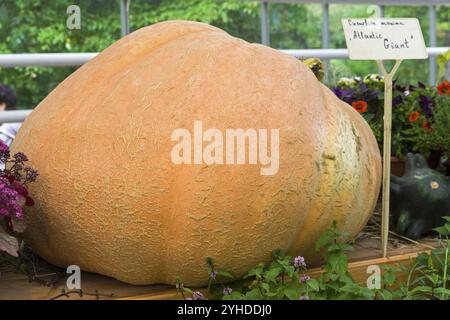 Herbstausstellung für landwirtschaftliche Erzeugnisse. Kürbis (Cucurbita maxima) der Sorte Atlantic Riant Stockfoto