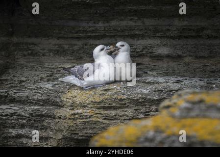 Fulmars, Sozialverhalten, Fulmarus glazialis, Westray, Orkney-Inseln, Schottland, Großbritannien Stockfoto