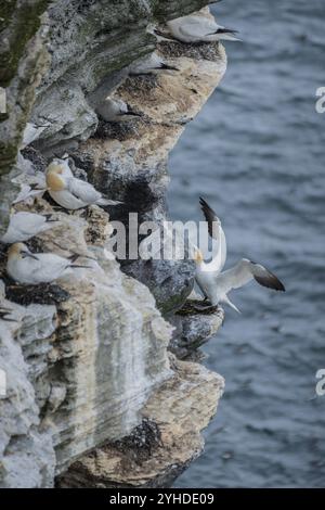 Ein Tölpel (Morus bassanus) landet in einer Brutkolonie in Westray, Orkney-Inseln, Schottland, Großbritannien Stockfoto