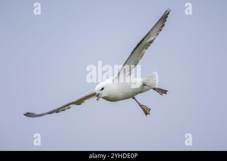 Nördlicher Fulmar im Flug, Fulmarus glazialis, Westray, Orkney-Inseln, Schottland, Großbritannien Stockfoto