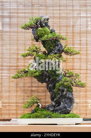 Bonsai, chinesischer wacholder (Juniperus chinensis). Komposition auf einem Stein. Alter, etwa 20 Jahre. Ausstellung von Bonsai in Aptekarski Ogorod (ein Zweig von Th Stockfoto