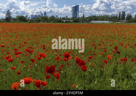 Mohnfeld mit Skyline, Frankfurt, Hessen, Deutschland, Europa Stockfoto