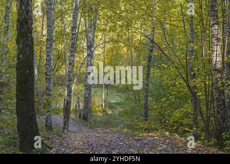 Kleiner bewachsener See im Herbstwald. Sonniger Tag im Oktober. Landschaftsschutzgebiet Teply Stan, Moskau, Russland, Europa Stockfoto