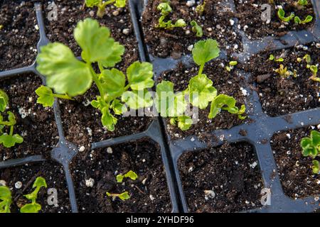 Keimling-Tablett voll mit jungen, sprießenden Ranunkeln-Pflanzen. Persische Ranunkel-Setzlinge in einer Vermehrungsschale, Draufsicht. Stockfoto