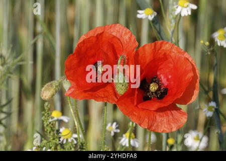 Zwei rote Mohnblumen (Papaver rhoeas, gemeiner Mohn, flanders Mohn) auf einem Weizenfeld zwei rote Mohnblumen (Papaver rhoeas, gemeiner Mohn, flanders po Stockfoto