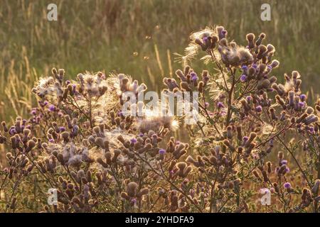 Blüten und Samen der kriechenden Distel (Cirsium arvense, auch Kanadiendistel oder Felddistel) bei Sonnenuntergang im Gegenzug. Die Kriechdistel ist Co Stockfoto