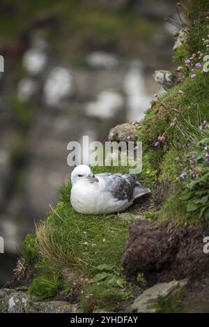 Nördliche Fulmar, Fulmarus glazialis, Westray, Orkney-Inseln, Schottland, Großbritannien Stockfoto