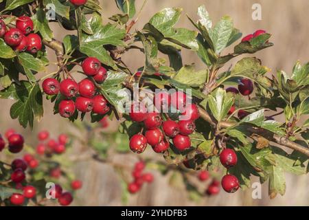 Früchte und Blätter des gewöhnlichen Weißdorns (Crataegus monogyna) Früchte (Hasen) und Blätter des gewöhnlichen Weißdorns (Crataegus monogyna) Hawthorn ist ein im Stockfoto