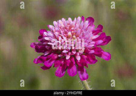 Blütenkopf der mazedonischen Witwenblüte (Knautia macedonica "Melton Pastels"). Mit einzelnen Blüten von rosa bis violett. Blumenkopf des Stockfoto