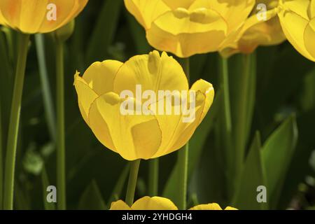 Tulipa der mystischen Garant-Spezies auf einem Blumenbeet Stockfoto