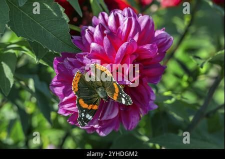 Dahlia (Dahlia), mit Schmetterling Admiral (Vanessa atalanta, syn.: Pyrameis atalanta), Allgaeu, Bayern, Deutschland, Europa Stockfoto