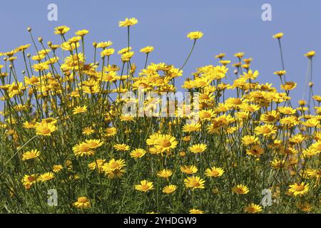 Blüten und Blätter der Färberkamille (Anthemis tinctoria oder Cota tinctoria, goldene marguerite) blühende goldene Marguerite (Anthemis tinctoria) Stockfoto