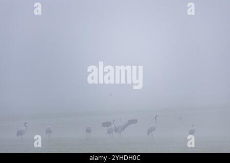 Nebelstimmung bei Marschau, Strauße auf einem Feld, Nebelstimmung, Marschau, Sachsen, Deutschland, Europa Stockfoto