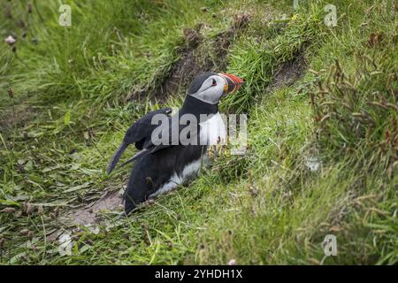 Puffin (Fratercula arctica), Westray, Orkney-Inseln, Schottland, Großbritannien Stockfoto