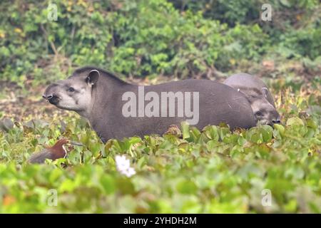 Flachlandtapir (Tapirus terrestris), zwei Tiere in Wasserhyazinthen (Pontederia subg. Eichhornia), Pantanal, Inland, Feuchtgebiet, UNESCO Biosphärenreservat, Stockfoto