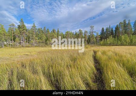 Der Weg durch die sumpfige Wiese am Waldrand. Karelien, Russland, Europa Stockfoto