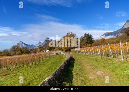 Ein Wanderweg, der im Herbst durch die Weinberge des Dorfes Maienfeld führt Stockfoto