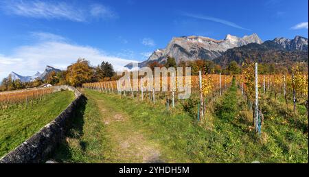 Ein Wanderweg führt im Herbst durch die Weinberge des Dorfes Maienfeld mit hohen Bergen dahinter Stockfoto