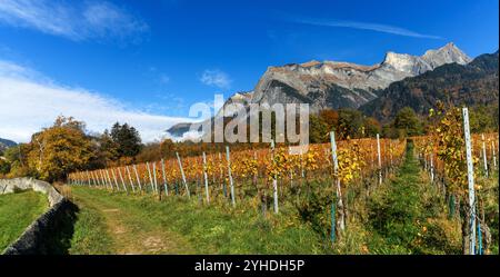 Ein Wanderweg führt im Herbst durch die Weinberge des Dorfes Maienfeld mit hohen Bergen dahinter Stockfoto