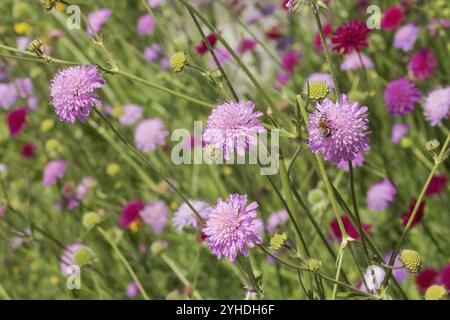 Blüten der mazedonischen Witwenblüte (Knautia macedonica "Melton Pastels"). Die Farbe der Blüten dieser Sorte reicht von rosa bis violett. Stockfoto