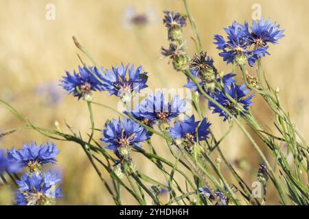 Blüten der Kornblume (Centaurea cyanus) in einem Kornfeld blühende Kornblumen (Centaurea cyanus) in einem Kornfeld Stockfoto