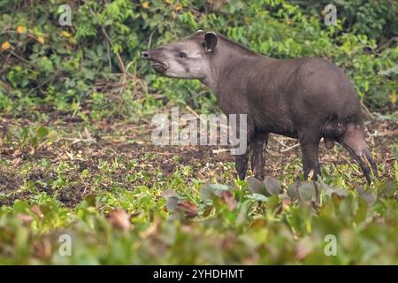 Flachland-Tapir (Tapirus terrestris), Pantanal, Binnenland, Feuchtgebiet, UNESCO-Biosphärenreservat, Weltkulturerbe, Feuchtbiotope, Mato Grosso, Brasilien, so Stockfoto
