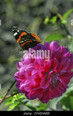 Dahlia (Dahlia), mit Schmetterling Admiral (Vanessa atalanta, syn.: Pyrameis atalanta), Allgaeu, Bayern, Deutschland, Europa Stockfoto