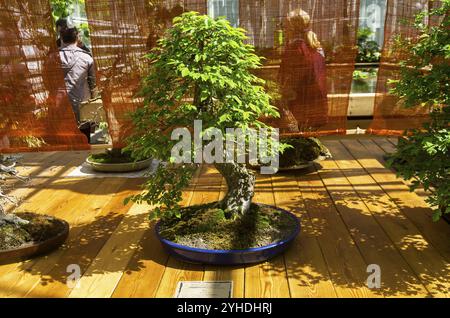 Ulmus (Ulmus), Bonsai im Stil von Stockfoto