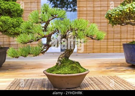 Bonsai, Japanische Weißkiefer (Pinus parviflora). Alter, etwa 20 Jahre. Ausstellung von Bonsai in Aptekarski Ogorod (ein Zweig des Botanischen Gartens von M Stockfoto