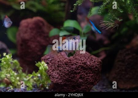 Nahaufnahme von kleinen Fischen in einem Aquarium mit grünen Pflanzen Stockfoto