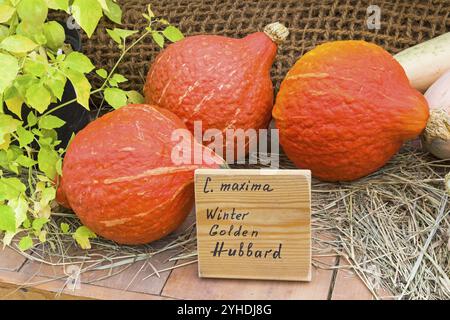 Herbstausstellung für landwirtschaftliche Erzeugnisse. Kürbis (Cucurbita maxima) der Sorte Winter Golden Hubbard Stockfoto