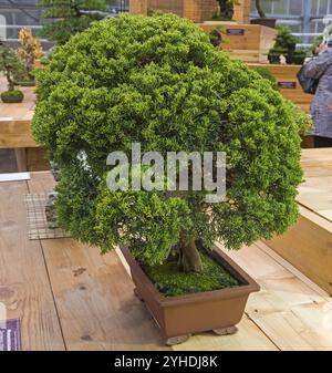 Bonsai, chinesischer wacholder (Juniperus chinensis). Alter, ca. 50 Jahre. Ausstellung von Bonsai in Aptekarski Ogorod (ein Zweig des Botanischen Gartens von Mo Stockfoto