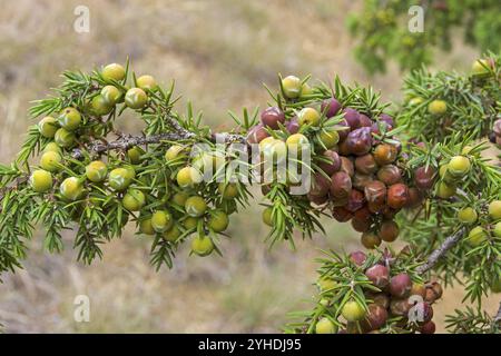 stachelholzkegel (Juniperus oxycedrus). Krim Stockfoto