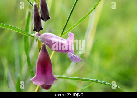Sesam mit Flügeln ( Sesamum alatum ) - Murchison Falls National Park Stockfoto