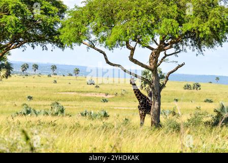 Rothschild Giraffe im Murchison Falls National Park, Uganda Stockfoto