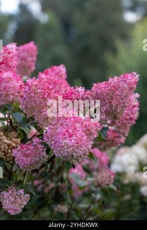 Hortensia paniculata Vanille Fraise auf einem Stamm Stockfoto