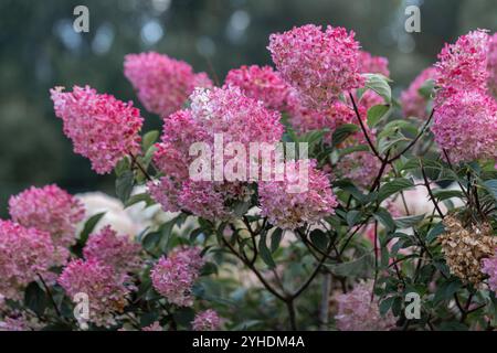 Hortensia paniculata Vanille Fraise auf einem Stamm Stockfoto