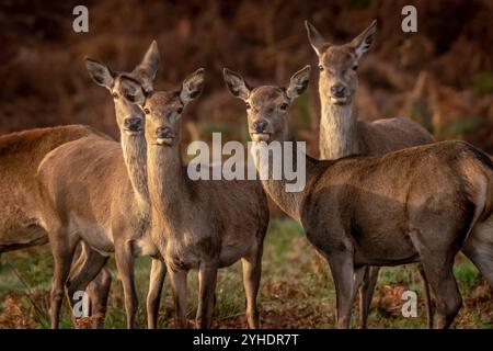 London, Großbritannien. November 2024. Im Morgenlicht schlendern junge Hirsche durch den Park, während sich die Brunstsaison im Richmond Park fortsetzt, wo über 600 frei umherziehende Hirsche leben. Guy Corbishley/Alamy Live News Stockfoto