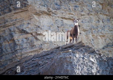 Ein Dickhornschafe steht auf dem Felsvorsprung einer Klippe im Yellowstone-Nationalpark. Stockfoto