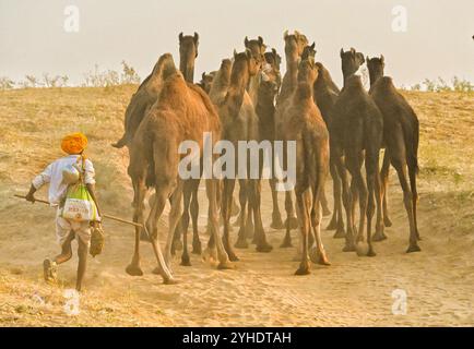 Puschkar, Rajasthan, Indien. November 2024. Die größte Kamelmesse der Welt in Puschkar. Die Pushkar Fair, auch bekannt als eine jährliche fünftägige Kamel- und Viehmesse, findet in der Stadt Pushkar, Ajmer, statt. Sie findet zwischen Oktober und November statt und ist eine der größten Viehmessen der Welt. (Kreditbild: © Shaukat Ahmed/Pacific Press via ZUMA Press Wire) NUR REDAKTIONELLE VERWENDUNG! Nicht für kommerzielle ZWECKE! Stockfoto