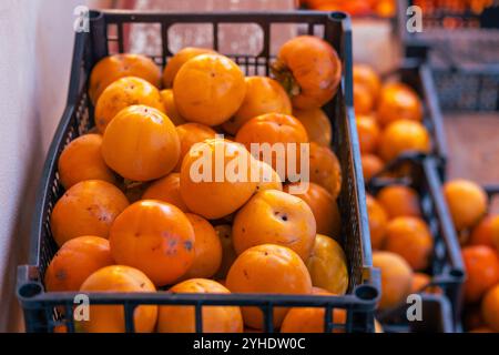 Frisch geerntete Persimmons in schwarzen Kunststoffkisten Stockfoto