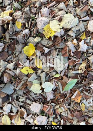 Gelbe und braune Lindenblätter, die im Herbst auf den Boden gefallen sind, Suffolk, England, Vereinigtes Königreich Stockfoto
